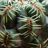 Sulcorebutia _canigueralii _WKr_ 217 _03